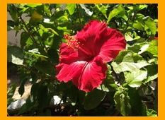 Border color example