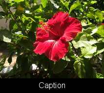 Another Caption example